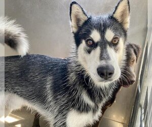 Siberian Husky Dogs for adoption in San Bernardino, CA, USA