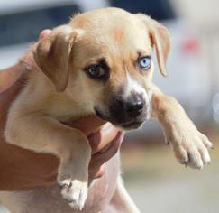 Bogle Dogs for adoption in Columbus, GA, USA
