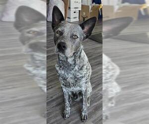 Mutt Dogs for adoption in Houston, TX, USA