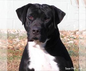American Staffordshire Terrier Dogs for adoption in Roanoke, VA, USA