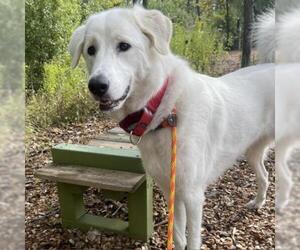 Great Pyrenees Dogs for adoption in Riverwoods, IL, USA