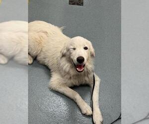 Great Pyrenees-Unknown Mix Dogs for adoption in Baytown, TX, USA
