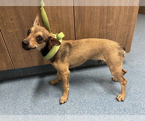 Chihuahua Dogs for adoption in Pearland, TX, USA