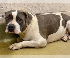 American Pit Bull Terrier-Unknown Mix Dogs for adoption in Moreno Valley, CA, USA