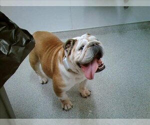 Bulldog Dogs for adoption in Fort Collins, CO, USA