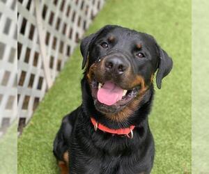 Rottweiler Dogs for adoption in Bellmawr, NJ, USA