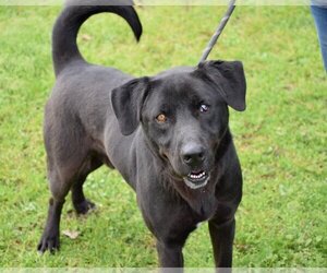 Mutt Dogs for adoption in Anniston, AL, USA