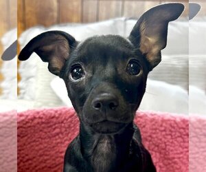 Chiweenie Dogs for adoption in Jefferson, WI, USA