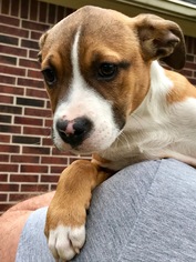 Boxador Dogs for adoption in Katy, TX, USA
