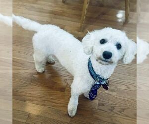 Poochon Dogs for adoption in Spring Lake, NC, USA