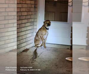 Mutt Dogs for adoption in San Antonio, TX, USA