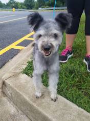 Cairn Terrier Dogs for adoption in Westminster, MD, USA