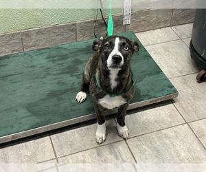 Mutt Dogs for adoption in Grand Prairie, TX, USA