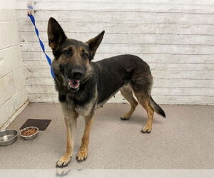 German Shepherd Dog Dogs for adoption in San Bernardino, CA, USA