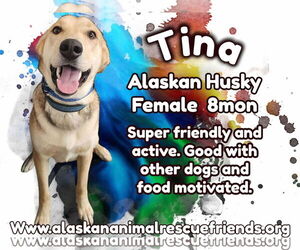 German Shepherd Dog-Huskies Mix Dogs for adoption in Anchorage, AK, USA