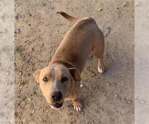 Labrador Retriever-Unknown Mix Dogs for adoption in San Antonio, TX, USA