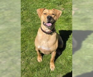Labrador Retriever Dogs for adoption in Boonton, NJ, USA