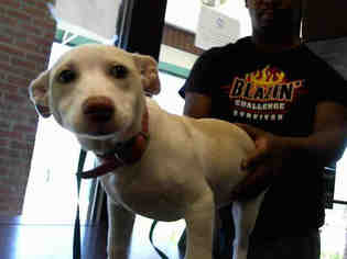 Medium Photo #1 American Pit Bull Terrier-Unknown Mix Puppy For Sale in Nashville, TN, USA