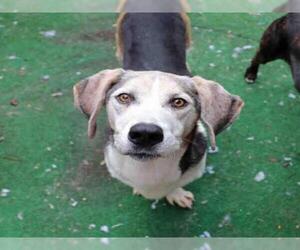 Basset Hound Dogs for adoption in Fort Walton Beach, FL, USA