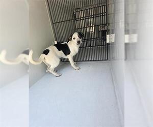 Dachshund-Unknown Mix Dogs for adoption in Houston, TX, USA