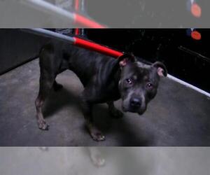 Mutt Dogs for adoption in Tulsa, OK, USA