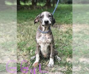 Great Dane Dogs for adoption in Whitestone, NY, USA