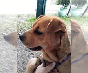 Chinese Shar-Pei-Unknown Mix Dogs for adoption in Okeechobee, FL, USA