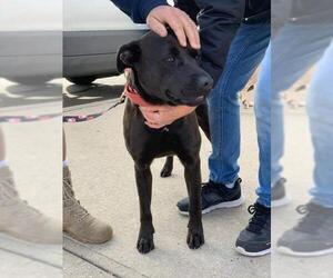 Labrador Retriever Dogs for adoption in Southampton, NY, USA