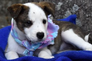 Borador Dogs for adoption in Wetumpka, AL, USA