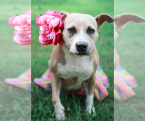 American Staffordshire Terrier Dogs for adoption in Santa Fe, TX, USA