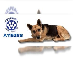 German Shepherd Dog Dogs for adoption in HESPERIA, CA, USA