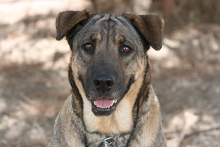German Shepherd Dog Dogs for adoption in Ramona, CA, USA