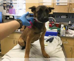 German Shepherd Dog-Unknown Mix Dogs for adoption in Riverside, CA, USA