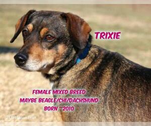 Doxle Dogs for adoption in Huddleston, VA, USA