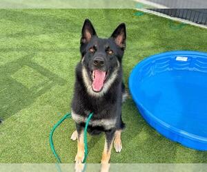 German Shepherd Dog Dogs for adoption in Orange, CA, USA