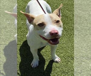 Labrador Retriever-Parson Russell Terrier Mix Dogs for adoption in Fayetteville, NC, USA