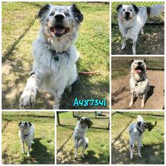 Border-Aussie Dogs for adoption in San Antonio, TX, USA