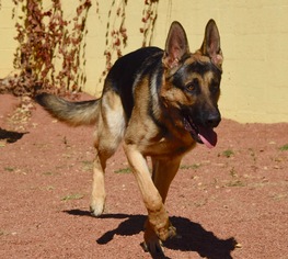 German Shepherd Dog Dogs for adoption in Payson, AZ, USA