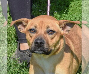 Australian Kelpie-Unknown Mix Dogs for adoption in Huntley, IL, USA