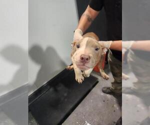 Mutt Dogs for adoption in Bakersfield, CA, USA