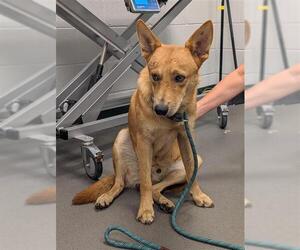 German Shepherd Dog-Unknown Mix Dogs for adoption in Corpus Christi, TX, USA