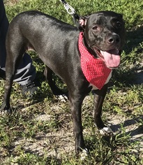 Boxador Dogs for adoption in Fort Pierce, FL, USA