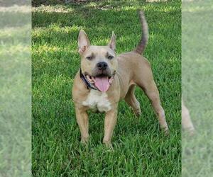 American French Bull Terrier Dogs for adoption in Pearland, TX, USA