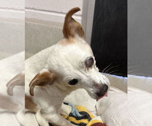 Rat Terrier Dogs for adoption in Petaluma, CA, USA