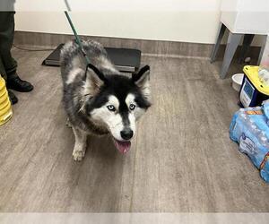 Siberian Husky Dogs for adoption in Pasadena, CA, USA