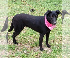 Shepradors Dogs for adoption in Rockaway, NJ, USA