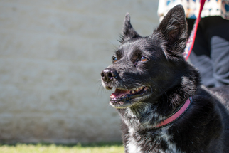 Border Collie-Pembroke Welsh Corgi Mix Dogs for adoption in Northport, AL, USA