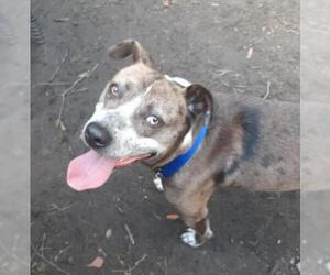 Catahoula Leopard Dog-Unknown Mix Dogs for adoption in Pompton Plains, NJ, USA