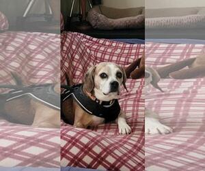 Beagle Dogs for adoption in Westminster, MD, USA