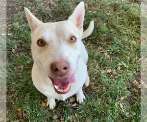 Australian Cattle Dog Dogs for adoption in Riverside, CA, USA